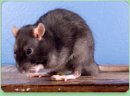 rat control Broadstairs